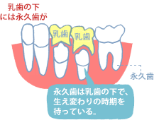 乳歯の下には永久歯が。永久歯は乳歯の下で、生え変わりの時期を待っている。
